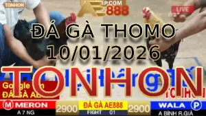 Video phát lại đá gà trực tiếp TONHON ngày 10012026