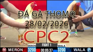 Video phát lại đá gà trực tiếp CPC2 ngày 28022026