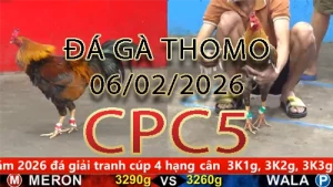 Video phát lại đá gà trực tiếp CPC5 ngày 06022026