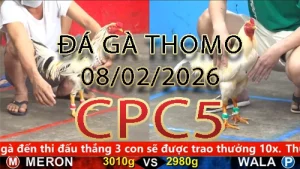 Video phát lại đá gà trực tiếp CPC5 ngày 08022026
