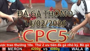 Video phát lại đá gà trực tiếp CPC5 ngày 13022026