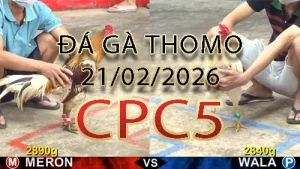 Video phát lại đá gà trực tiếp CPC5 ngày 21022026Video phát lại đá gà trực tiếp CPC5 ngày 21022026