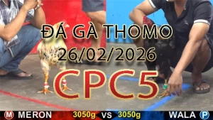 Video phát lại đá gà trực tiếp CPC5 ngày 26022026