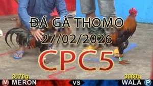 Video phát lại đá gà trực tiếp CPC5 ngày 27022026
