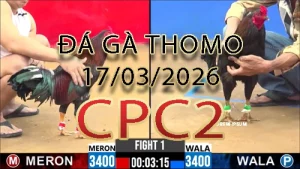 Video phát lại đá gà trực tiếp CPC2 ngày 17032026