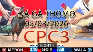 Video phát lại đá gà trực tiếp CPC3 ngày 05032026