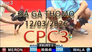 Video phát lại đá gà trực tiếp CPC3 ngày 12032026