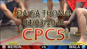 Video phát lại đá gà trực tiếp CPC5 ngày 04032026