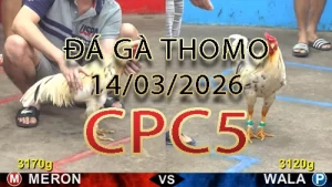 Video phát lại đá gà trực tiếp CPC5 ngày 14032026