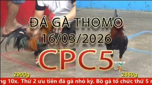 Video phát lại đá gà trực tiếp CPC5 ngày 16032026