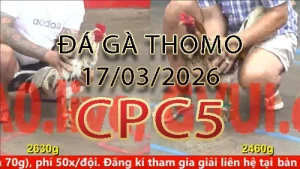 Video phát lại đá gà trực tiếp CPC5 ngày 17032026