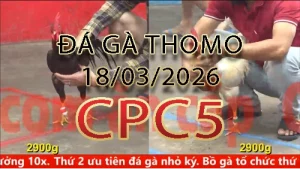 Video phát lại đá gà trực tiếp CPC5 ngày 18032026