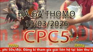Video phát lại đá gà trực tiếp CPC5 ngày 19032026