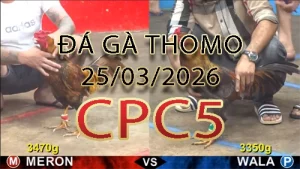 Video phát lại đá gà trực tiếp CPC5 ngày 25032026