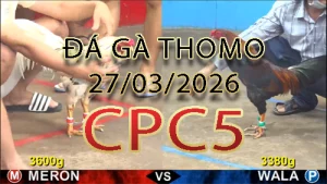 Video phát lại đá gà trực tiếp CPC5 ngày 27032026