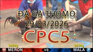 Video phát lại đá gà trực tiếp CPC5 ngày 29032026