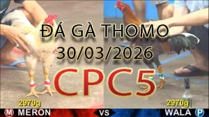 Video phát lại đá gà trực tiếp CPC5 ngày 30032026