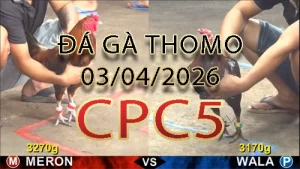 Video phát lại đá gà trực tiếp CPC5 ngày 03042026