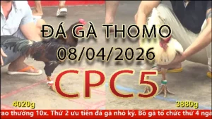 Video phát lại đá gà trực tiếp CPC5 ngày 08042026