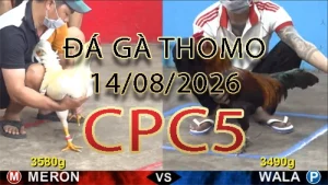 Video phát lại đá gà trực tiếp CPC5 ngày 14082026