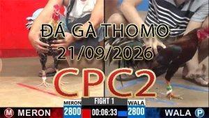 Video phát lại đá gà trực tiếp CPC2 ngày 21092026