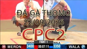 Video phát lại đá gà trực tiếp CPC2 ngày 22092026