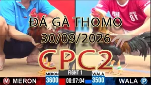 Video phát lại đá gà trực tiếp CPC2 ngày 30092026