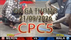 Video phát lại đá gà trực tiếp CPC5 ngày 21092026