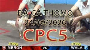 Video phát lại đá gà trực tiếp CPC5 ngày 24092026