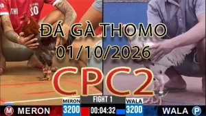Video phát lại đá gà trực tiếp CPC2 ngày 01102026