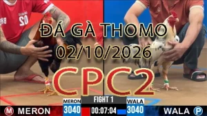 Video phát lại đá gà trực tiếp CPC2 ngày 02102026