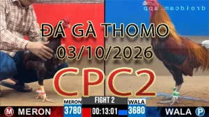 Video phát lại đá gà trực tiếp CPC2 ngày 03102026