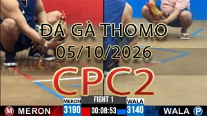 Video phát lại đá gà trực tiếp CPC2 ngày 05102026