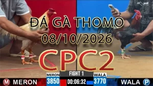 Video phát lại đá gà trực tiếp CPC2 ngày 08102026