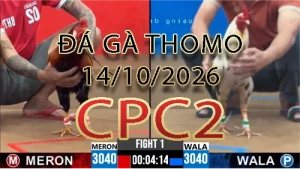 Video phát lại đá gà trực tiếp CPC2 ngày 14102026