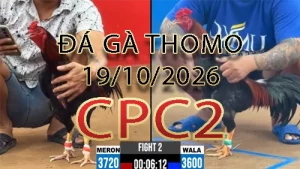 Video phát lại đá gà trực tiếp CPC2 ngày 19102026