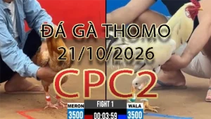 Video phát lại đá gà trực tiếp CPC2 ngày 21102026