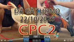 Video phát lại đá gà trực tiếp CPC2 ngày 22102026